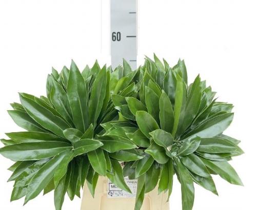 Philodendron 'Fun Bun'