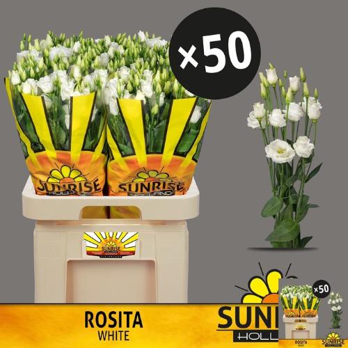 Eustoma russellianum gevuldbloemig 'Rosita White'