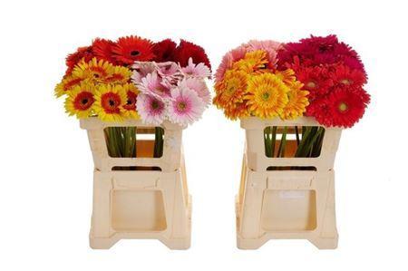 Gerbera grootbloemig gemengd