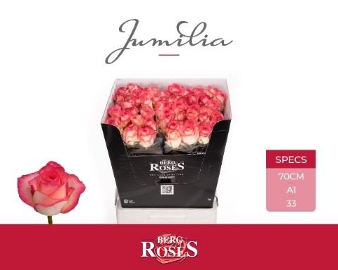 Rosa grootbloemig Jumilia