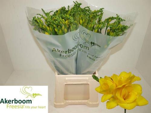 Freesia dubbelbloemig Soleil