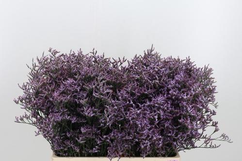 Limonium Safora Lilac