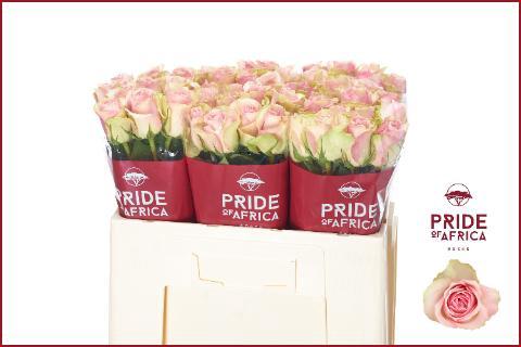 Rosa grootbloemig Belle Rose