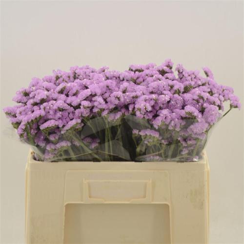 Limonium sinuatum Fantasia Wings