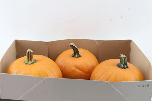 Cucurbita pepo