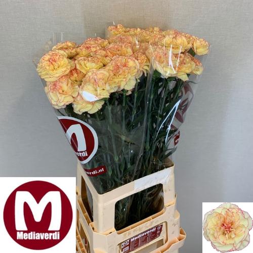 Aster Novi-belgii Grp Lambada