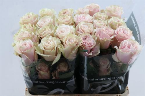 Rosa grootbloemig Pink Mondial