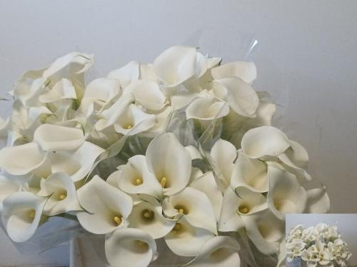 Zantedeschia White Art
