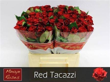 Rosa grootbloemig Red Tacazzi+