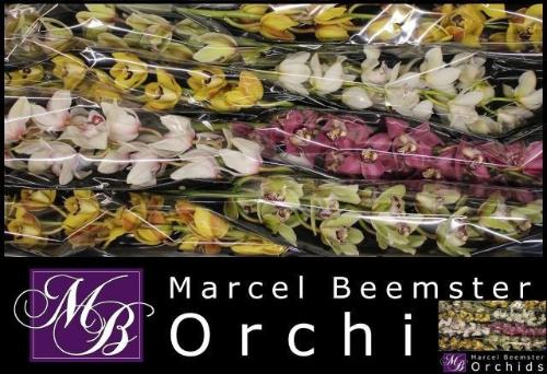 Cymbidium mini per tak gemengd