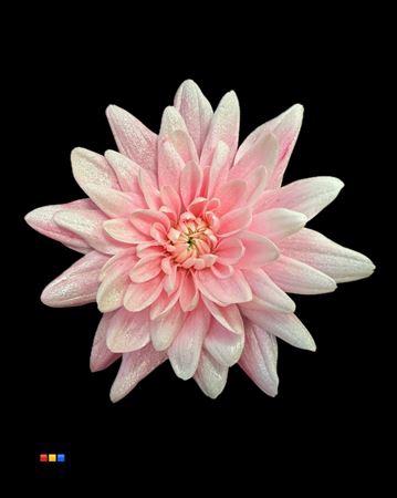 Chrysanthemum Indicum Grp tros kas kleurbehandeld H%