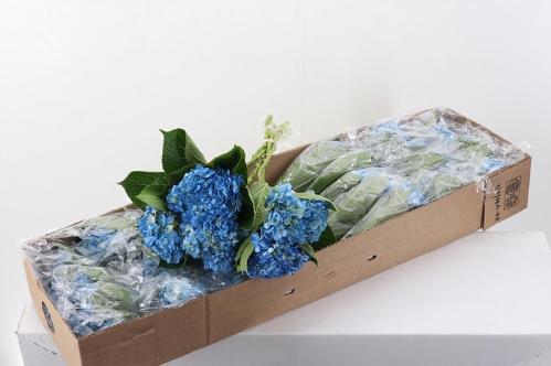 Hydrangea overig