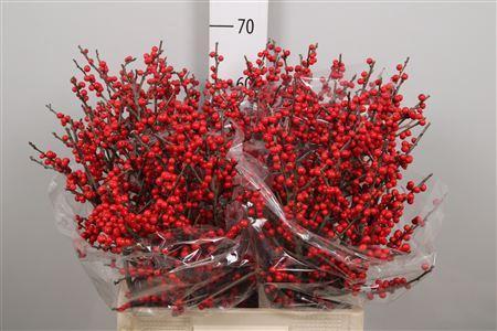 Ilex verticillata