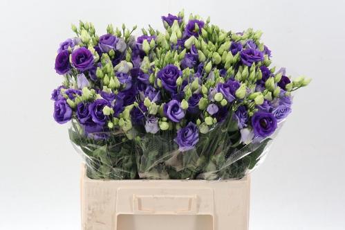 Eustoma russellianum gevuldbloemig 'Rosita Blue'