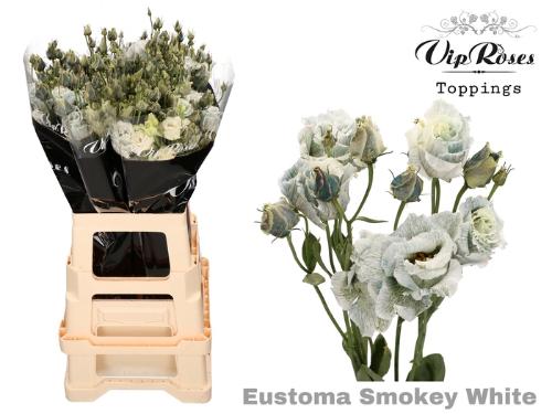 Eustoma russellianum gevuldbloemig kleurbehandeld H%