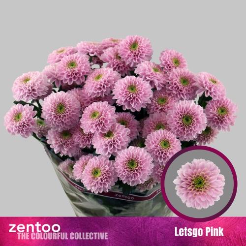 Chrysanthemum (Indicum Grp) tros Letsgo Pink