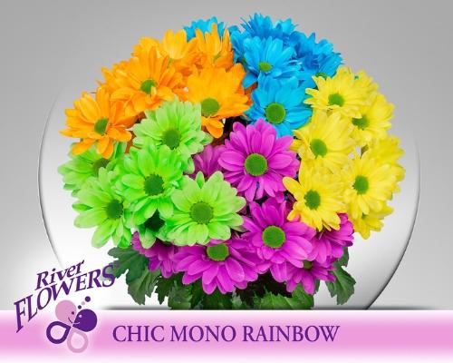 Chrysanthemum (Indicum Grp) tros Chic kleurbehandeld H%