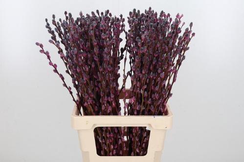 Salix kleurbehandeld H%