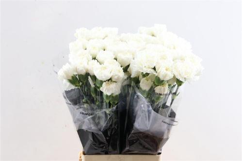 Dianthus standaard 'Moonlight'