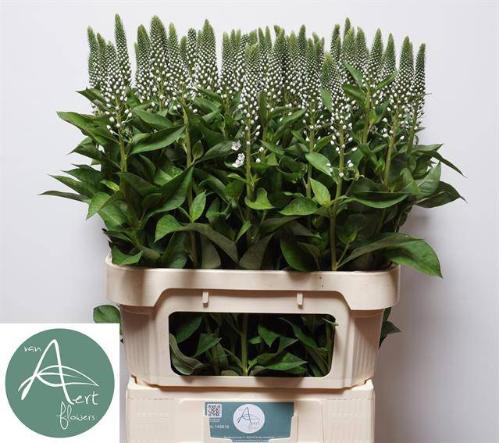 Lysimachia Moonlight