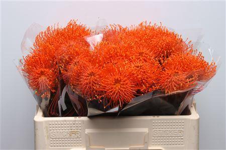 Leucospermum 'Naomi' kleurbehandeld H%