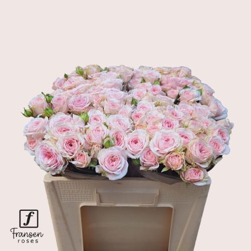 Rosa tros Rosa Loves Me with Fatal Attraction