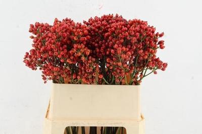 Rosa Magical Orange Pride