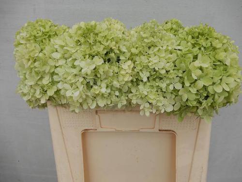 Hydrangea paniculata 'Limelight'