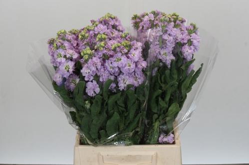 Matthiola incana 'Iron Marine'