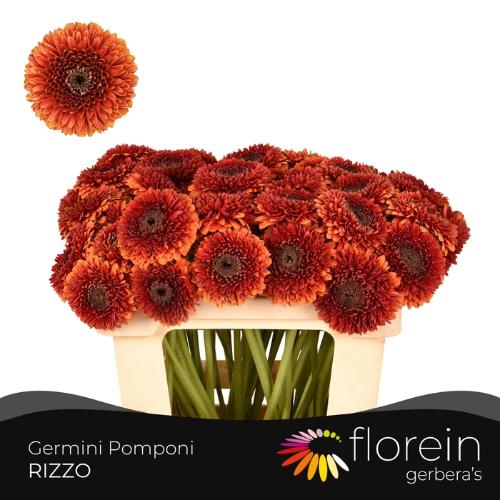 Gerbera mini bolvormig Pomponi Rizzo