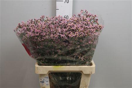 Limonium sinensis Angel Diamond