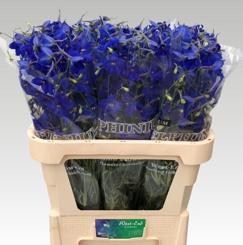Delphinium Belladonna Grp enkelbloemig 'Volkerfrieden'