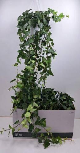 Hedera helix 'Mein Herz'