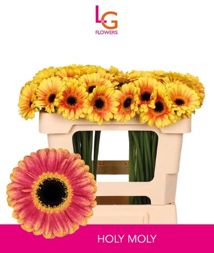 Gerbera mini Holy Moly