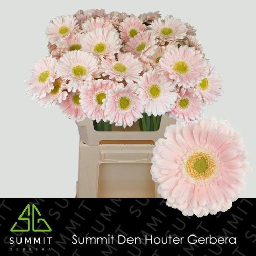 Gerbera mini Crespo