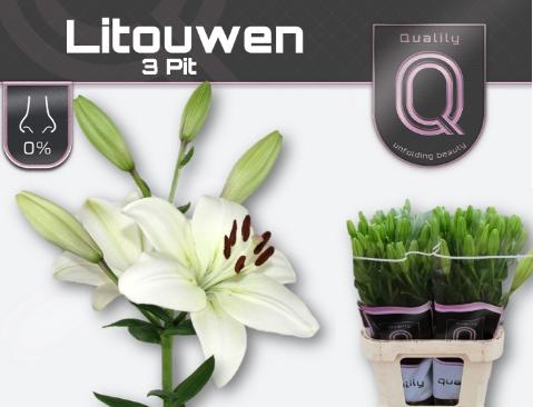 Lilium Longiflorum x Aziatische Grp 'Litouwen'
