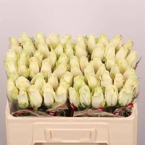 Rosa grootbloemig Athena