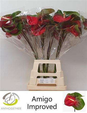 Anthurium Andreanum Grp Amigo Improved