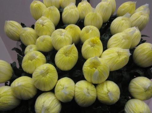 Chrysanthemum (Indicum Grp) geplozen Antonov kleurbehandeld H%