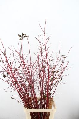 Cornus alba 'Sibirica'