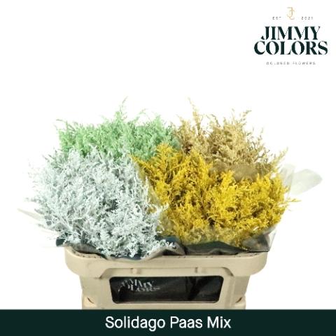 Solidago kleurbehandeld H%