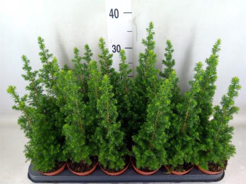Chamaecyparis thyoides 'Top Point'
