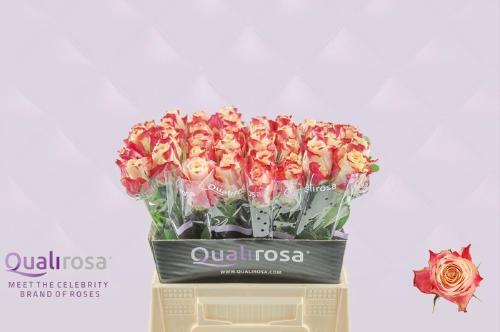 Rosa grootbloemig Chapeau