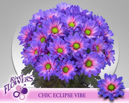 Chrysanthemum (Indicum Grp) tros Chic kleurbehandeld H%