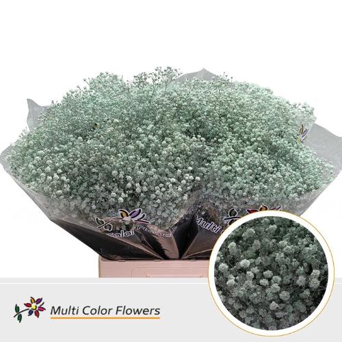 Gypsophila overig kleurbehandeld H%