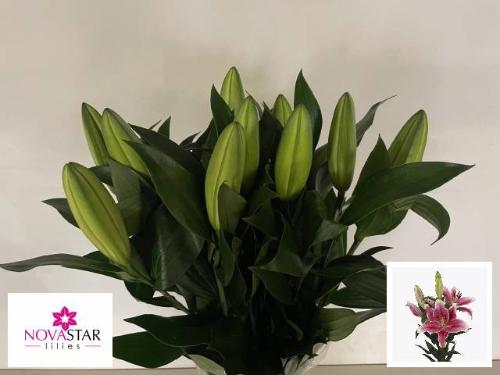 Lilium (OT-hybrids Grp) 'El Capitan'