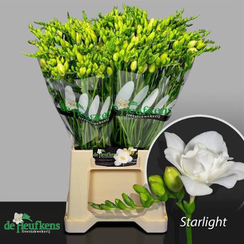 Freesia dubbel 'Starlight'