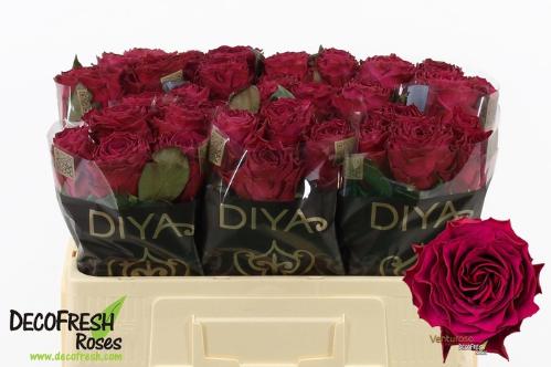 Rosa grootbloemig Venturoso