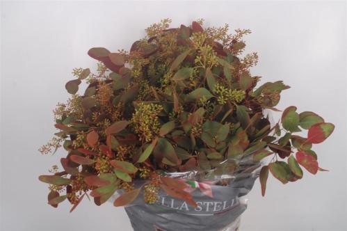 Eucalyptus polyanthemos (fruit) kleurbehandeld per bos H%