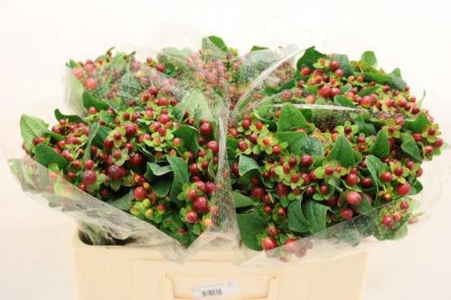 Hypericum x inodorum Magical Seasons